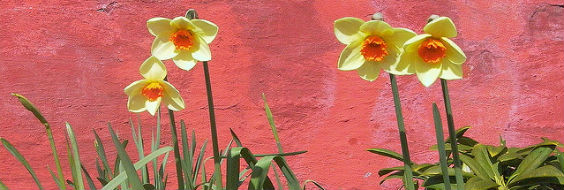 Påskeliljer op ad rød mur